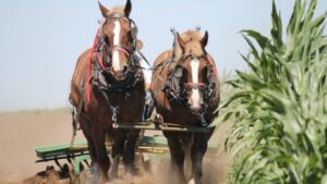 Pročitajte više o članku Znate li kako je nastala mjera – konjska snaga (KS)?